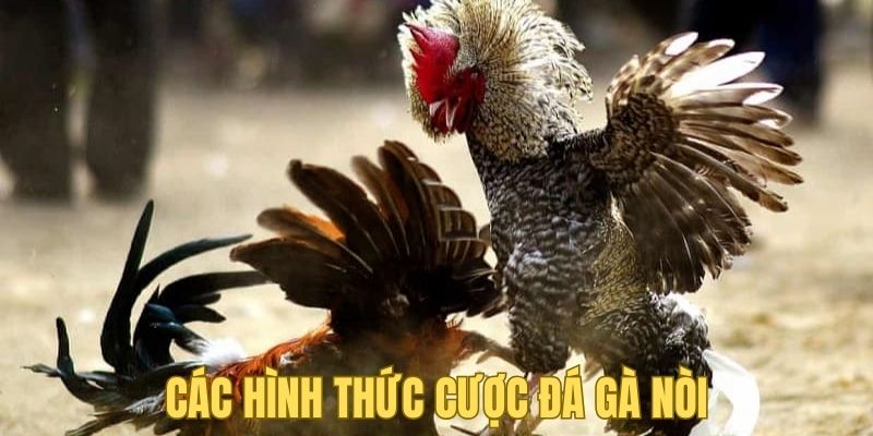 Các hình thức cược đá gà nòi tại Kubet