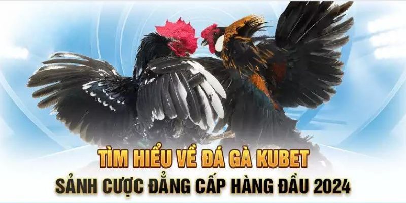 Thông tin sơ lược về cách chơi đá gà tre tại Kubet