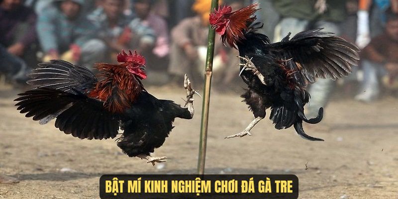 Chiến thuật chơi đá gà tre hiệu quả tại Kubet