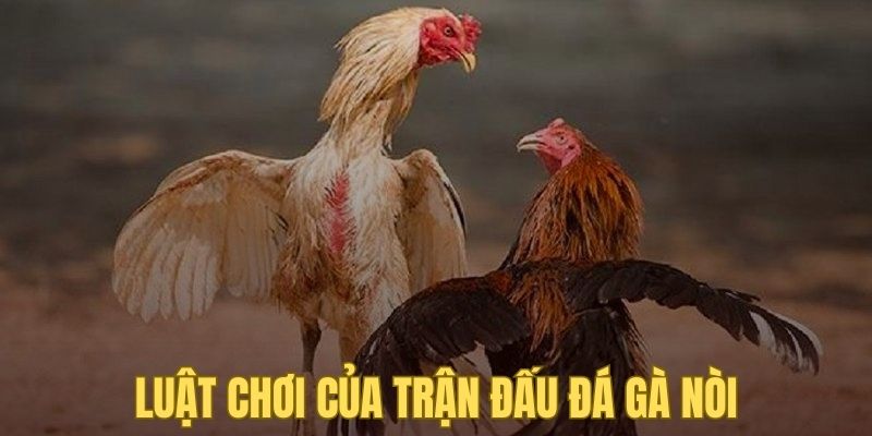 Luật chơi đá gà nòi cần nắm trước khi đặt cược